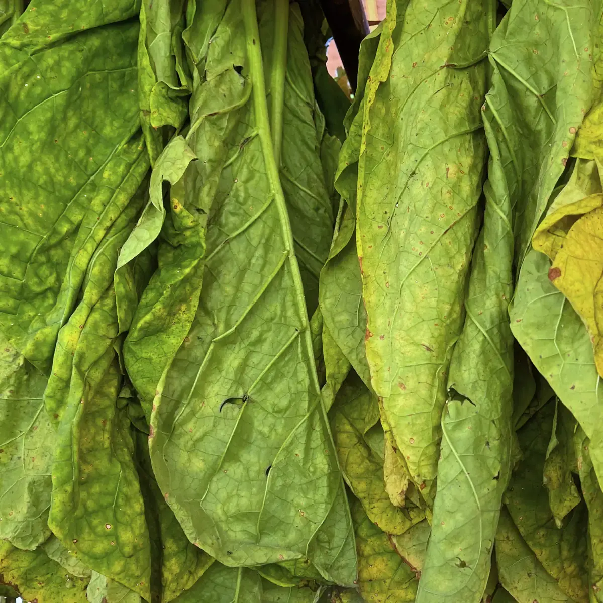 Tobacco leaf