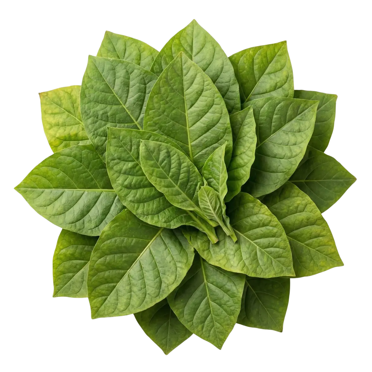 Tobacco